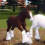 Иконка игры Horse World